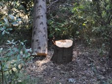 Прокуратура разберется в случае вырубки деревьев в Алупке