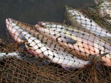 В Ялте задержали браконьеров с краснокнижной рыбой