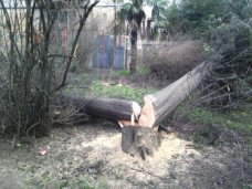 Убытки от вырубки кипарисов в Алупке составили 16,5 тыс. грн. Убытки от вырубки кипарисов в Алупке составили 16,5 тыс. грн.