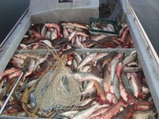 В Крыму задержали браконьеров с уловом на 5 млн. грн. В Крыму задержали браконьеров с уловом на 5 млн. грн.