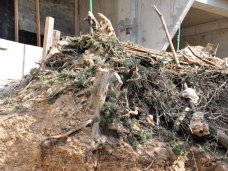 На ЮБК уничтожаются краснокнижные деревья На ЮБК уничтожаются краснокнижные деревья