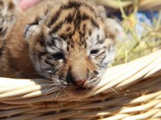 В Крыму показали тигрят, родившихся в ночь референдума В Крыму показали тигрят, родившихся в ночь референдума