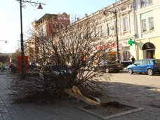 В центре Симферополя в результате ДТП сломан клен