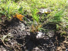 В Евпатории заложат сосновую аллею В Евпатории заложат сосновую аллею