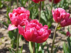 В Никитском ботаническом саду расцвели тюльпаны