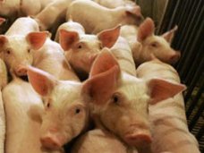 Россельхознадзор запретил ввозить свинину из Украины в Крым