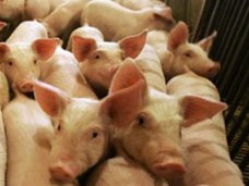 Россельхознадзор запретил ввозить свинину из Украины в Крым