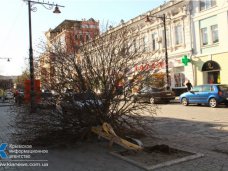 На водителя, сбившего клен в пешеходной зоне в Симферополе, подадут в суд