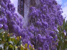 В Ялте проведут день любования глицинией В Ялте проведут день любования глицинией