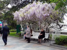 В Ялте отметили праздник глицинии В Ялте отметили праздник глицинии