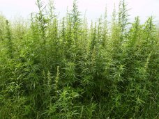 У жительницы Феодосии нашли сотню кустов марихуаны 