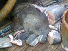 В Керчи задержали группу браконьеров В Керчи задержали группу браконьеров