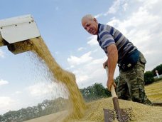 Крымские аграрии надеются собрать 25 центнеров зерновых с гектара 