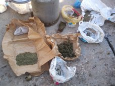 Житель Симферополя задержан за выращивание конопли Житель Симферополя задержан за выращивание конопли