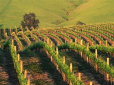 В Гурзуфе проведут химическую обработку виноградников В Гурзуфе проведут химическую обработку виноградников