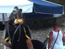 В Алуште выявлен факт предоставления фотоуслуг с животными В Алуште выявлен факт предоставления фотоуслуг с животными