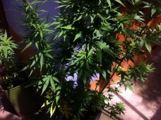 В Алуште обнаружили плантацию конопли В Алуште обнаружили плантацию конопли