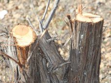 В Севастополе лесничий незаконно повредил три десятка краснокнижных деревьев