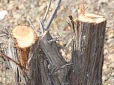 В Севастополе лесничий незаконно повредил три десятка краснокнижных деревьев