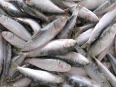 В Крыму обнаружили 2,5 тонны контрафактной рыбы