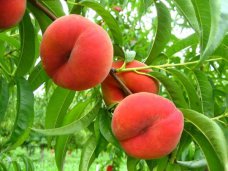 В Сакском районе неурожай персиков