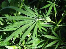 У жителя Евпатории изъяли 2,5 тыс. кустов конопли У жителя Евпатории изъяли 2,5 тыс. кустов конопли