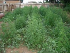 Под Симферополем уничтожили плантацию конопли Под Симферополем уничтожили плантацию конопли