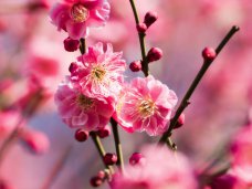 В Крыму проведут выставку бонсай В Крыму проведут выставку бонсай