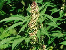 Жительница Ленинского района попалась на хранении крупной партии наркотиков Жительница Ленинского района попалась на хранении крупной партии наркотиков