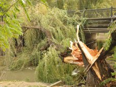 В центре Симферополе стихия повалила около 15 деревьев