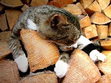 В Крыму разрешили санитарные рубки леса и продажу дров В Крыму разрешили санитарные рубки леса и продажу дров