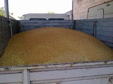 Крымские овощи качественнее украинских – Россельхознадзор Крымские овощи качественнее украинских – Россельхознадзор