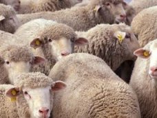 В Кировском районе задержаны похитители баранов В Кировском районе задержаны похитители баранов