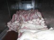 Россельхознадзор не пропустил в Крым более 30 тонн испорченной свинины