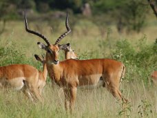 В Крыму антилопа травмировала 13-летнюю девочку, возбуждено уголовное дело В Крыму антилопа травмировала 13-летнюю девочку, возбуждено уголовное дело