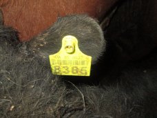 В Крым не пустили партию скота с подложными документами