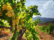 Крымским и севастопольским виноделам продлили переходный период Крымским и севастопольским виноделам продлили переходный период