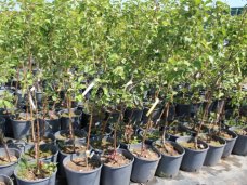 Порядок высадки саженцев плодовых деревьев Порядок высадки саженцев плодовых деревьев