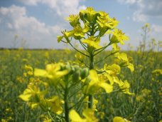 Преимущества рапса как с/х культуры