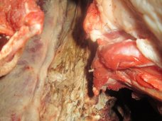 Из Херсонской области в Крым не попала очередная партия недоброкачественной говядины Из Херсонской области в Крым не попала очередная партия недоброкачественной говядины