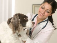 Симферополь поддержал международную акцию защитников животных «FAIR PLAY» Симферополь поддержал международную акцию защитников животных «FAIR PLAY»