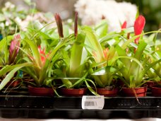 90% украинского импорта растительного происхождения пропускается в Крым 90% украинского импорта растительного происхождения пропускается в Крым