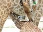 В «Тайгане» зрителям представили новорожденного жирафа