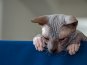 В Севастополе прошла международная выставка кошек
