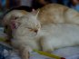 В Севастополе прошла международная выставка кошек