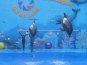 В Алуште открылся Центр дельфинотерапии