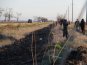 Вдоль трассы в Симферопольском районе высадили деревья 