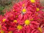 В Никитском ботаническом саду завершился «Бал хризантем»