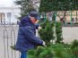 В Севастополе устанавливают 15-метровую елку