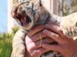 В Крыму показали тигрят, родившихся в ночь референдума